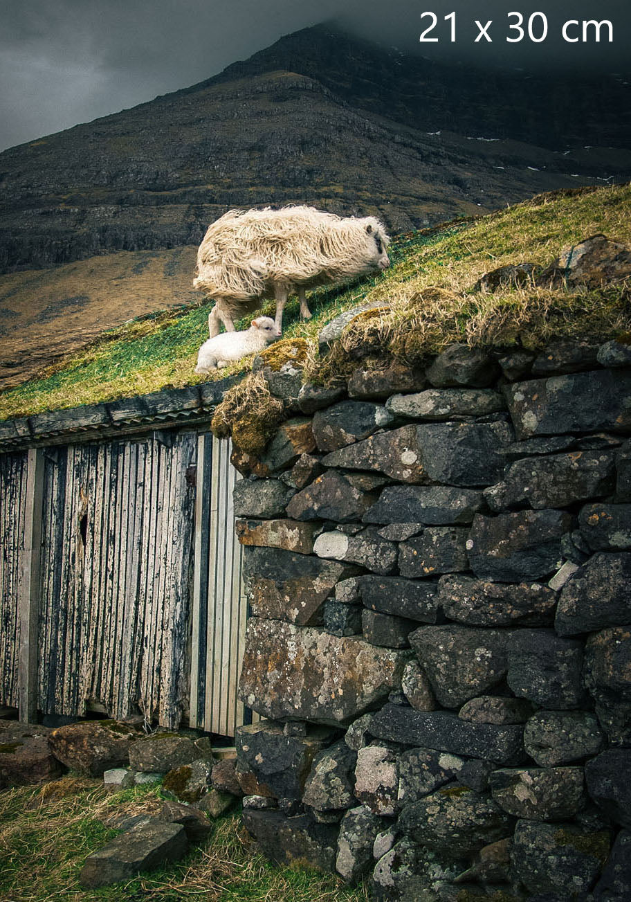 Sheep and lamb on a grass roof in the Faroe Islands photography print, 21 × 30 cm (8.3 x 11.8 inches)