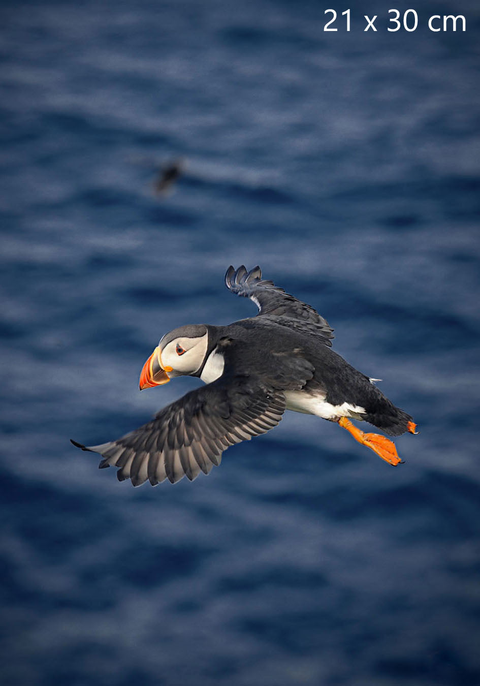 Atlantic puffin photography print, Faroe Islands, 21 × 30 cm (8.3 × 11.8 inches)